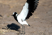 Blacksmith Lapwing