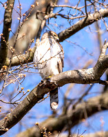 April 6 - Adult Hawk