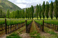 Santa Rita vineyard