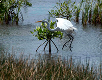 Great Egret