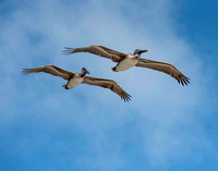 Brown Pelican