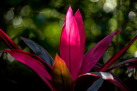 Flowers at Hamanasi Resort