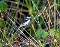 White Collared Seed Eater