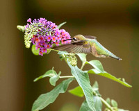 Hummingbirds and other backyard birds