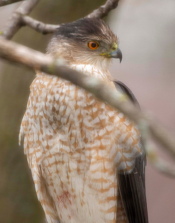 April 13 - adult hawk