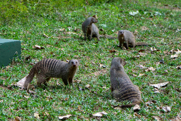 Mongoose