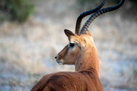 Impala