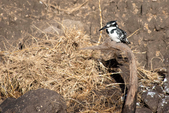 Pied Kingfisher