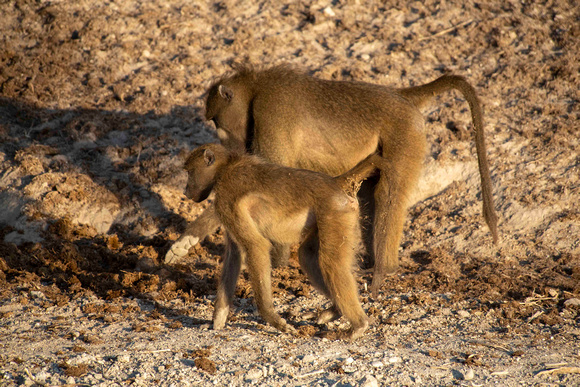 Baboons