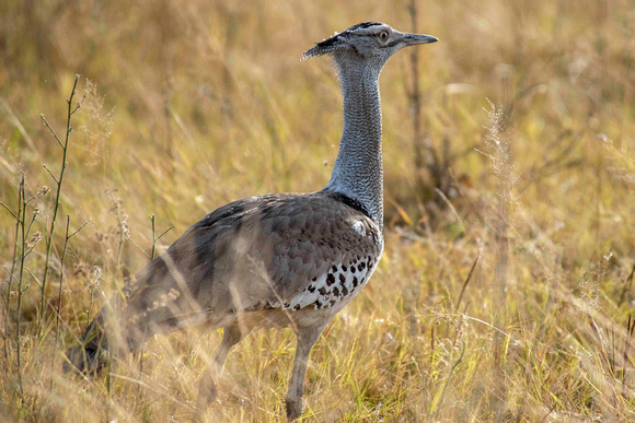 Kori Bustard